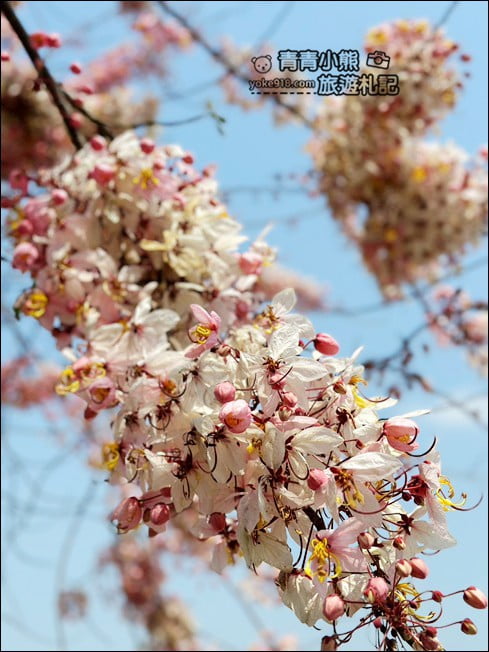 台南景點》西港金砂里花旗木，粉紅色花旗木爆炸盛開~就像滿滿的仙女棒 @青青小熊＊旅遊札記