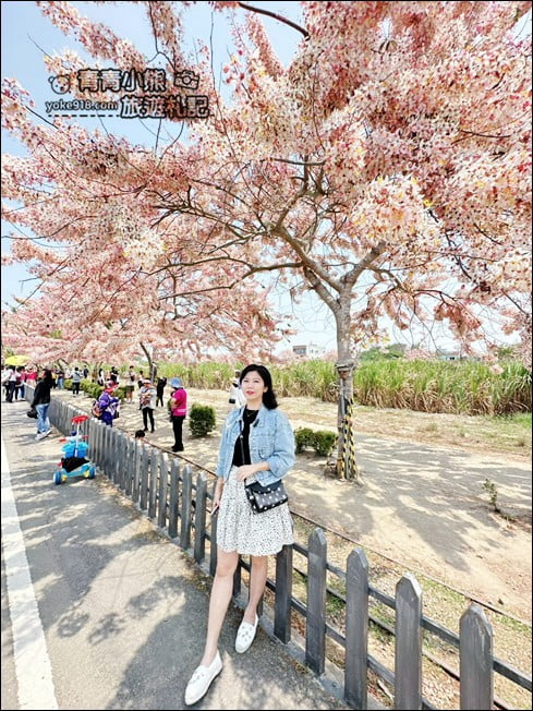 台南景點》西港金砂里花旗木,粉紅色花旗木爆炸盛開~就像滿滿的仙女棒 @青青小熊*旅遊札記 台南景點》西港金砂里花旗木,粉紅色花旗木爆炸盛開~就像滿滿的仙女棒 @青青小熊*旅遊札記