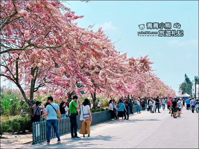 台南景點》西港金砂里花旗木,粉紅色花旗木爆炸盛開~就像滿滿的仙女棒 @青青小熊*旅遊札記 台南景點》西港金砂里花旗木,粉紅色花旗木爆炸盛開~就像滿滿的仙女棒 @青青小熊*旅遊札記