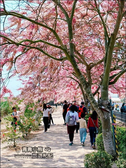 台南景點》西港金砂里花旗木,粉紅色花旗木爆炸盛開~就像滿滿的仙女棒 @青青小熊*旅遊札記 台南景點》西港金砂里花旗木,粉紅色花旗木爆炸盛開~就像滿滿的仙女棒 @青青小熊*旅遊札記