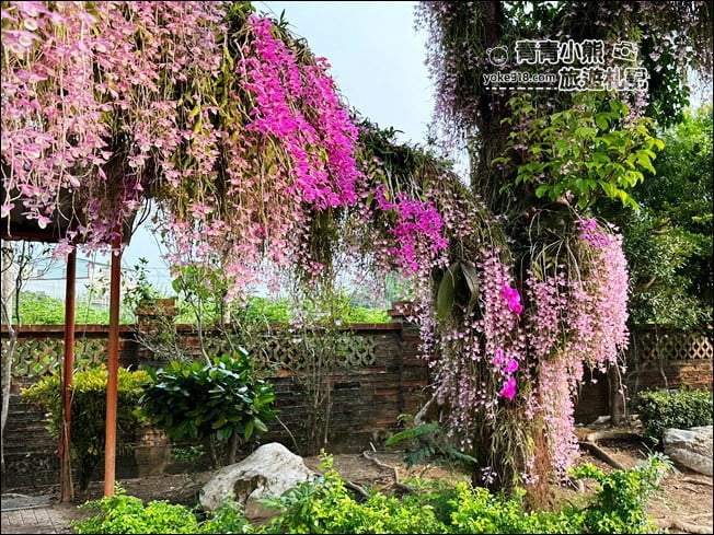 嘉義景點》嘉義番路佳鄉庭園石斛蘭花季到~賞粉紅花瀑 @青青小熊＊旅遊札記