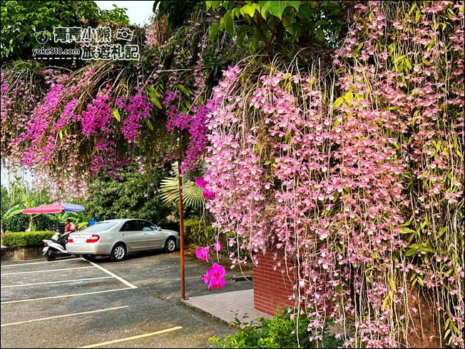 嘉義景點》嘉義番路佳鄉庭園石斛蘭花季到~賞粉紅花瀑 @青青小熊＊旅遊札記