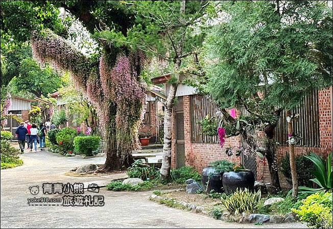 嘉義景點》嘉義番路佳鄉庭園石斛蘭花季到~賞粉紅花瀑 @青青小熊＊旅遊札記