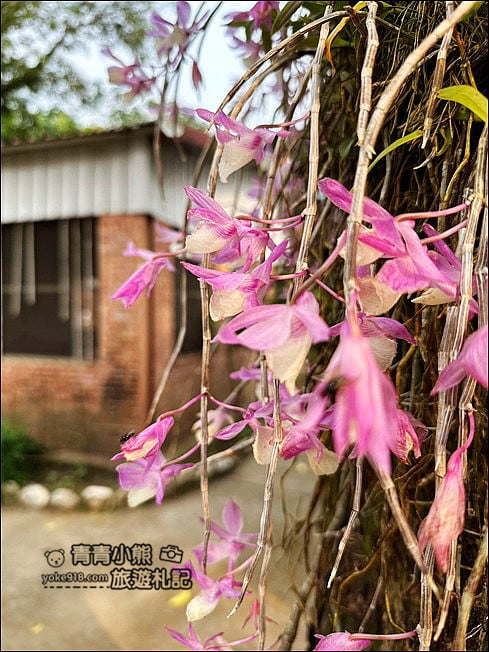 嘉義景點》嘉義番路佳鄉庭園石斛蘭花季到~賞粉紅花瀑 @青青小熊＊旅遊札記