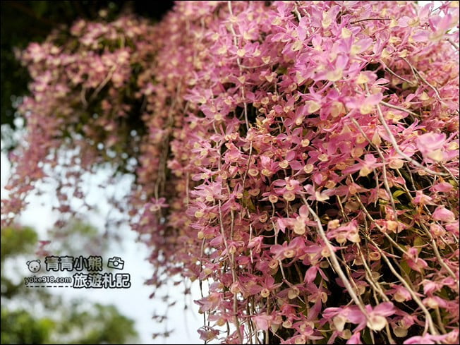嘉義景點》嘉義番路佳鄉庭園石斛蘭花季到~賞粉紅花瀑 @青青小熊＊旅遊札記