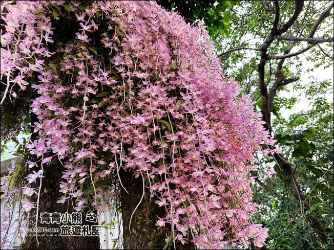 嘉義景點》嘉義番路佳鄉庭園石斛蘭花季到~賞粉紅花瀑 @青青小熊＊旅遊札記