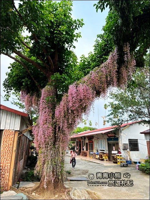 嘉義景點》嘉義番路佳鄉庭園石斛蘭花季到~賞粉紅花瀑 @青青小熊＊旅遊札記