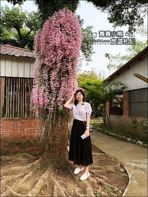 嘉義景點》嘉義番路佳鄉庭園石斛蘭花季到~賞粉紅花瀑 @青青小熊＊旅遊札記