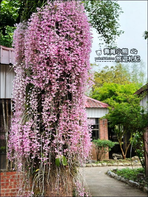 嘉義景點》嘉義番路佳鄉庭園石斛蘭花季到~賞粉紅花瀑 @青青小熊＊旅遊札記