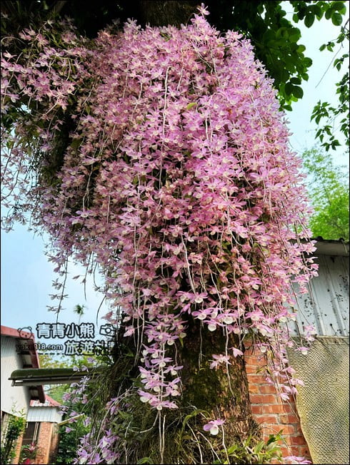 嘉義景點》嘉義番路佳鄉庭園石斛蘭花季到~賞粉紅花瀑 @青青小熊＊旅遊札記