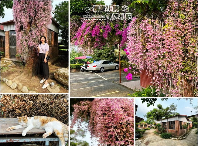 嘉義景點》嘉義番路佳鄉庭園石斛蘭花季到~賞粉紅花瀑 @青青小熊＊旅遊札記