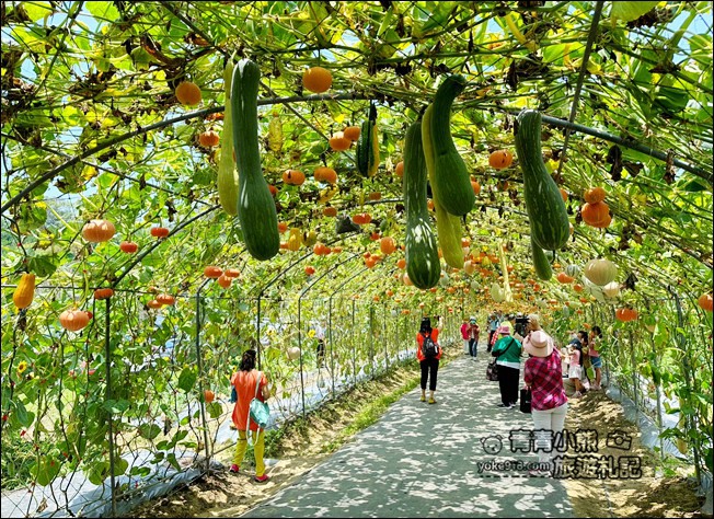 苗栗景點》造橋苗翔農場南瓜隧道，還有超巨大南瓜、可愛南瓜馬車 @青青小熊＊旅遊札記