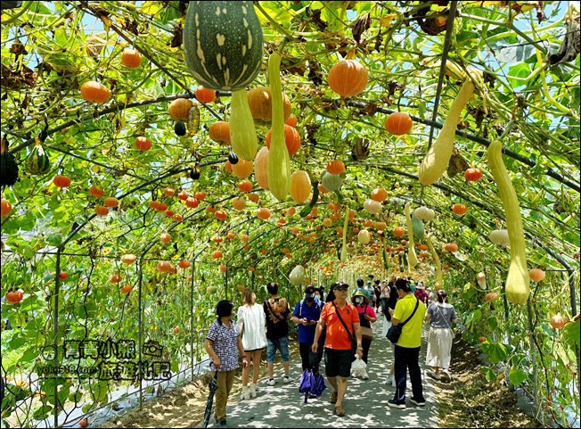 苗栗景點》造橋苗翔農場南瓜隧道，還有超巨大南瓜、可愛南瓜馬車 @青青小熊＊旅遊札記