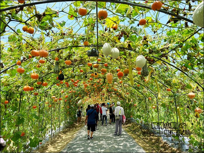 苗栗景點》造橋苗翔農場南瓜隧道,還有超巨大南瓜、可愛南瓜馬車 @青青小熊*旅遊札記 苗栗景點》造橋苗翔農場南瓜隧道,還有超巨大南瓜、可愛南瓜馬車 @青青小熊*旅遊札記