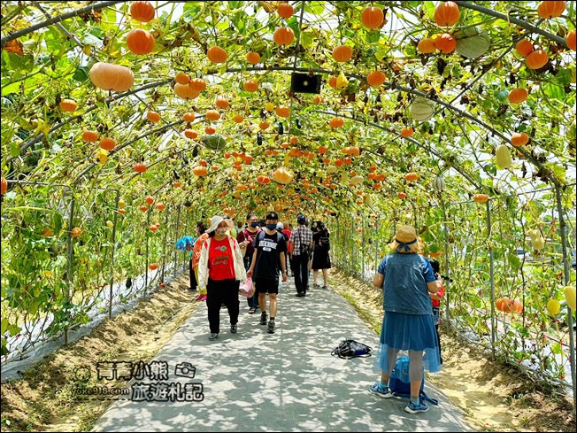 苗栗景點》造橋苗翔農場南瓜隧道，還有超巨大南瓜、可愛南瓜馬車 @青青小熊＊旅遊札記
