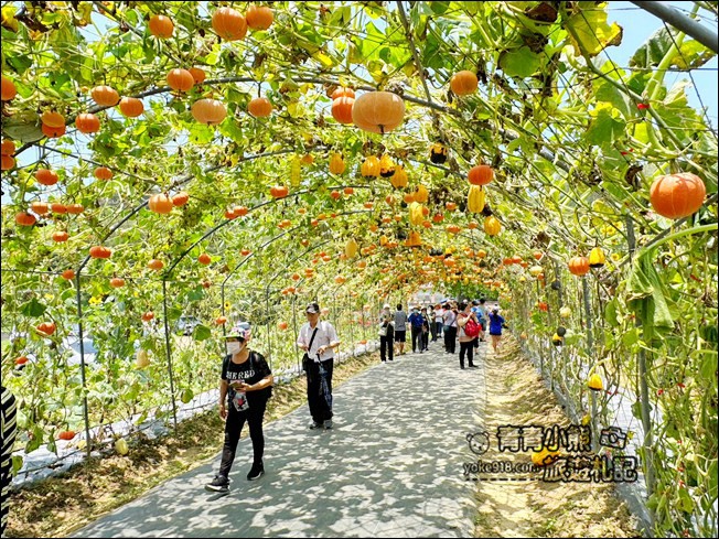 苗栗景點》造橋苗翔農場南瓜隧道,還有超巨大南瓜、可愛南瓜馬車 @青青小熊*旅遊札記 苗栗景點》造橋苗翔農場南瓜隧道,還有超巨大南瓜、可愛南瓜馬車 @青青小熊*旅遊札記