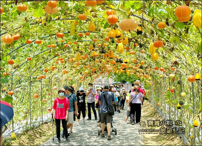 苗栗景點》造橋苗翔農場南瓜隧道，還有超巨大南瓜、可愛南瓜馬車 @青青小熊＊旅遊札記
