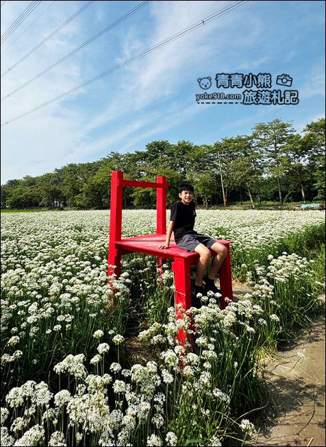 彰化景點》埤頭韭菜花田~幸福韭韭浪漫的九月雪，這裡也有韭菜花田 @青青小熊＊旅遊札記