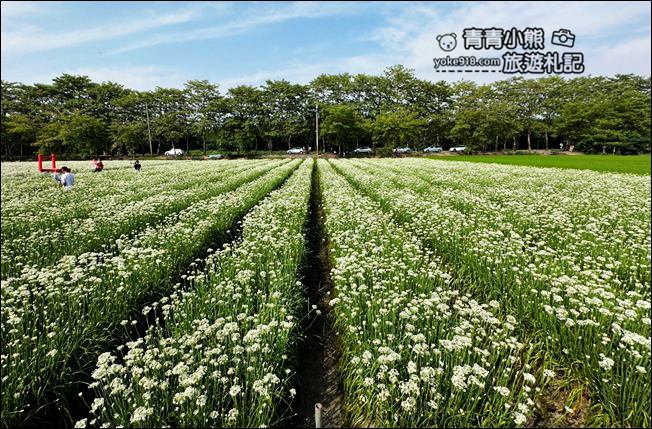 彰化景點》埤頭韭菜花田~幸福韭韭浪漫的九月雪，這裡也有韭菜花田 @青青小熊＊旅遊札記