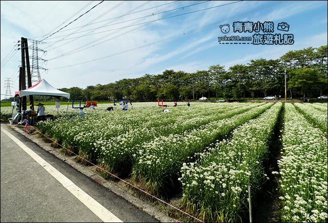 彰化景點》埤頭韭菜花田~幸福韭韭浪漫的九月雪,這裡也有韭菜花田 @青青小熊*旅遊札記 彰化景點》埤頭韭菜花田~幸福韭韭浪漫的九月雪,這裡也有韭菜花田 @青青小熊*旅遊札記