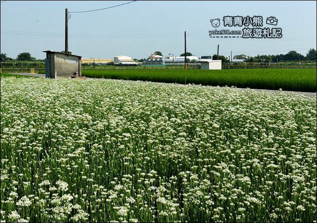 彰化景點》埤頭韭菜花田~幸福韭韭浪漫的九月雪,這裡也有韭菜花田 @青青小熊*旅遊札記 彰化景點》埤頭韭菜花田~幸福韭韭浪漫的九月雪,這裡也有韭菜花田 @青青小熊*旅遊札記