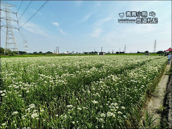 彰化景點》埤頭韭菜花田~幸福韭韭浪漫的九月雪,這裡也有韭菜花田 @青青小熊*旅遊札記 彰化景點》埤頭韭菜花田~幸福韭韭浪漫的九月雪,這裡也有韭菜花田 @青青小熊*旅遊札記