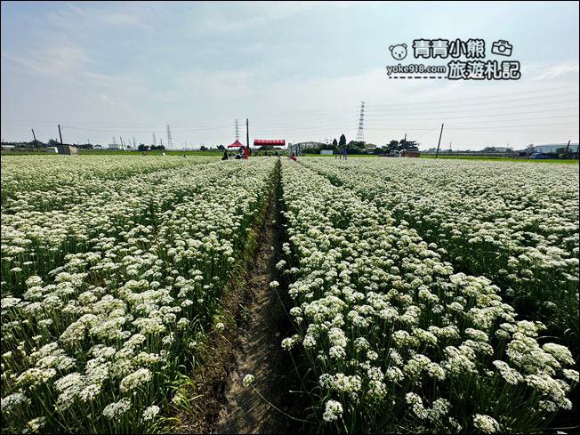 彰化景點》埤頭韭菜花田~幸福韭韭浪漫的九月雪,這裡也有韭菜花田 @青青小熊*旅遊札記 彰化景點》埤頭韭菜花田~幸福韭韭浪漫的九月雪,這裡也有韭菜花田 @青青小熊*旅遊札記