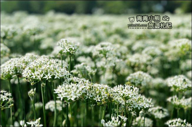 彰化景點》埤頭韭菜花田~幸福韭韭浪漫的九月雪，這裡也有韭菜花田 @青青小熊＊旅遊札記