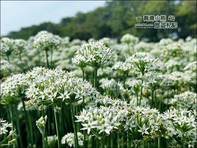 彰化景點》埤頭韭菜花田~幸福韭韭浪漫的九月雪，這裡也有韭菜花田 @青青小熊＊旅遊札記