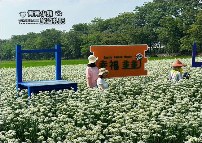 彰化景點》埤頭韭菜花田~幸福韭韭浪漫的九月雪,這裡也有韭菜花田 @青青小熊*旅遊札記 彰化景點》埤頭韭菜花田~幸福韭韭浪漫的九月雪,這裡也有韭菜花田 @青青小熊*旅遊札記
