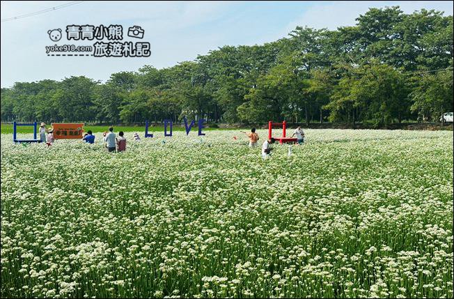 彰化景點》埤頭韭菜花田~幸福韭韭浪漫的九月雪，這裡也有韭菜花田 @青青小熊＊旅遊札記