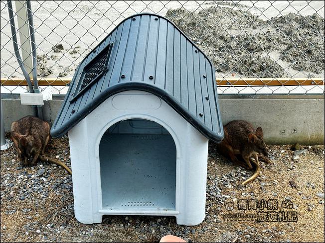 宜蘭新景點》星夢森林劇場動物樂園~來找會握手的水豚君,太可愛太療癒 @青青小熊*旅遊札記 宜蘭新景點》星夢森林劇場動物樂園~來找會握手的水豚君,太可愛太療癒 @青青小熊*旅遊札記