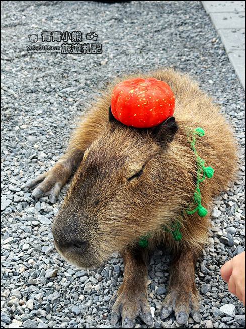 宜蘭新景點》星夢森林劇場動物樂園~來找會握手的水豚君,太可愛太療癒 @青青小熊*旅遊札記 宜蘭新景點》星夢森林劇場動物樂園~來找會握手的水豚君,太可愛太療癒 @青青小熊*旅遊札記