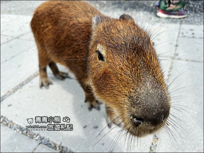 宜蘭新景點》星夢森林劇場動物樂園~來找會握手的水豚君,太可愛太療癒 @青青小熊*旅遊札記 宜蘭新景點》星夢森林劇場動物樂園~來找會握手的水豚君,太可愛太療癒 @青青小熊*旅遊札記