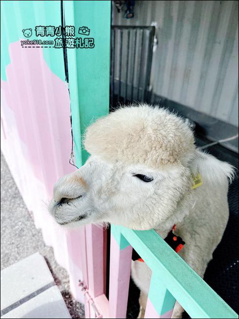 宜蘭新景點》星夢森林劇場動物樂園~來找會握手的水豚君,太可愛太療癒 @青青小熊*旅遊札記 宜蘭新景點》星夢森林劇場動物樂園~來找會握手的水豚君,太可愛太療癒 @青青小熊*旅遊札記