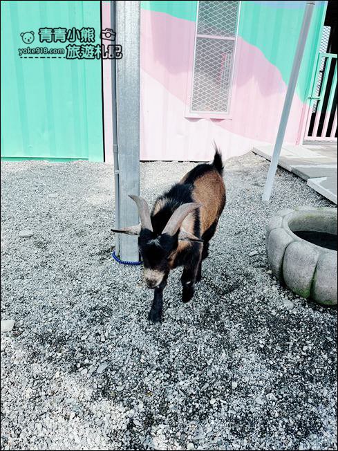 宜蘭新景點》星夢森林劇場動物樂園~來找會握手的水豚君,太可愛太療癒 @青青小熊*旅遊札記 宜蘭新景點》星夢森林劇場動物樂園~來找會握手的水豚君,太可愛太療癒 @青青小熊*旅遊札記