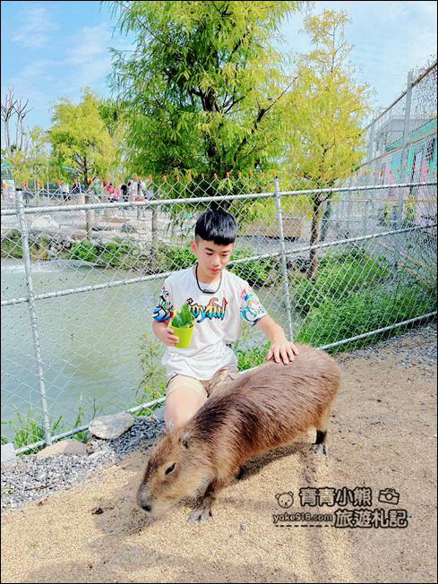 宜蘭新景點》星夢森林劇場動物樂園~來找會握手的水豚君，太可愛太療癒 @青青小熊＊旅遊札記