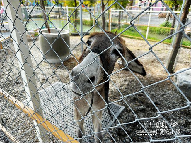 宜蘭新景點》星夢森林劇場動物樂園~來找會握手的水豚君，太可愛太療癒 @青青小熊＊旅遊札記