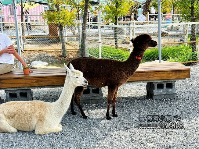 宜蘭新景點》星夢森林劇場動物樂園~來找會握手的水豚君,太可愛太療癒 @青青小熊*旅遊札記