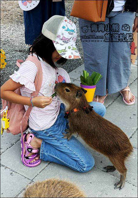 宜蘭新景點》星夢森林劇場動物樂園~來找會握手的水豚君，太可愛太療癒 @青青小熊＊旅遊札記