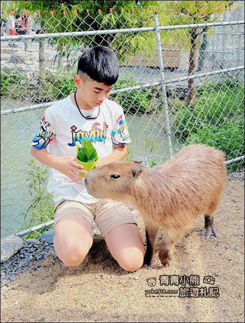 宜蘭新景點》星夢森林劇場動物樂園~來找會握手的水豚君,太可愛太療癒 @青青小熊*旅遊札記
