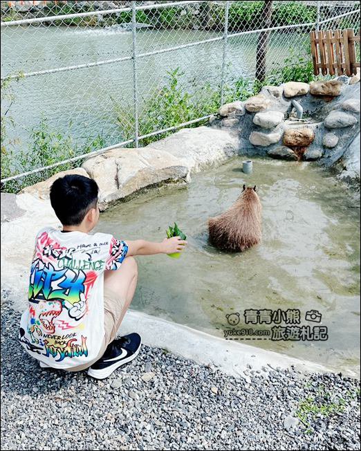 宜蘭新景點》星夢森林劇場動物樂園~來找會握手的水豚君,太可愛太療癒 @青青小熊*旅遊札記