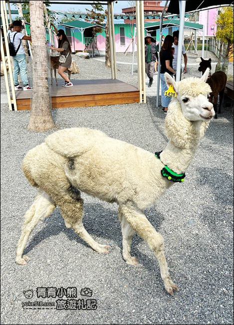 宜蘭新景點》星夢森林劇場動物樂園~來找會握手的水豚君,太可愛太療癒 @青青小熊*旅遊札記