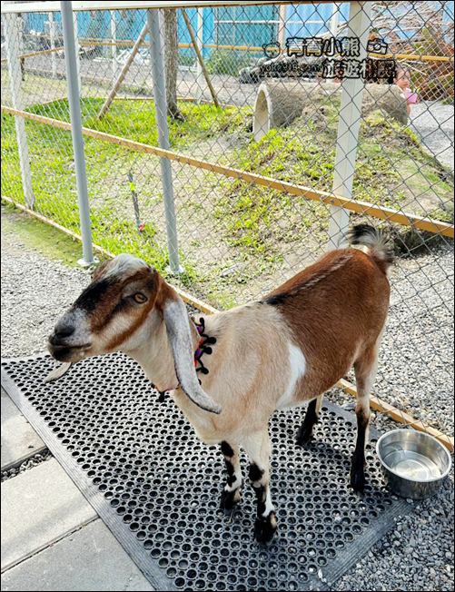 宜蘭新景點》星夢森林劇場動物樂園~來找會握手的水豚君,太可愛太療癒 @青青小熊*旅遊札記