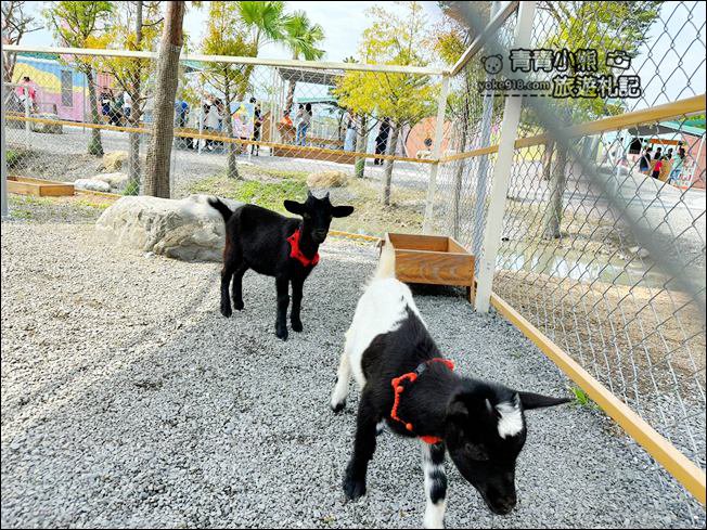 宜蘭新景點》星夢森林劇場動物樂園~來找會握手的水豚君，太可愛太療癒 @青青小熊＊旅遊札記