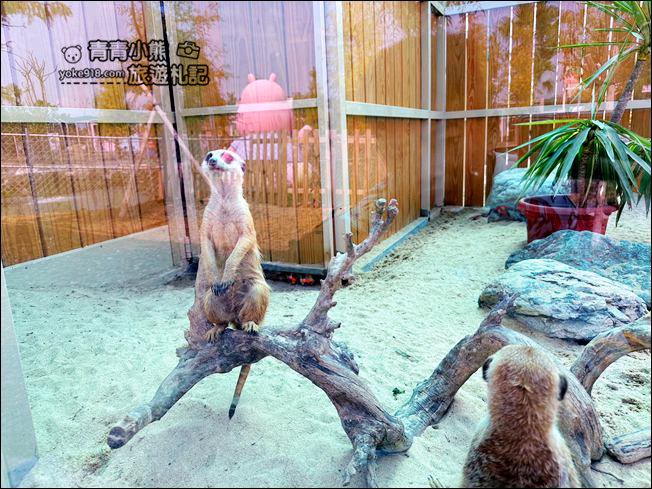 宜蘭新景點》星夢森林劇場動物樂園~來找會握手的水豚君，太可愛太療癒 @青青小熊＊旅遊札記