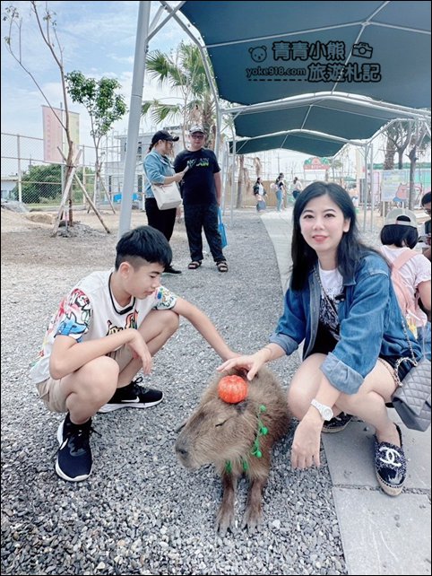 宜蘭新景點》星夢森林劇場動物樂園~來找會握手的水豚君,太可愛太療癒 @青青小熊*旅遊札記 宜蘭新景點》星夢森林劇場動物樂園~來找會握手的水豚君,太可愛太療癒 @青青小熊*旅遊札記
