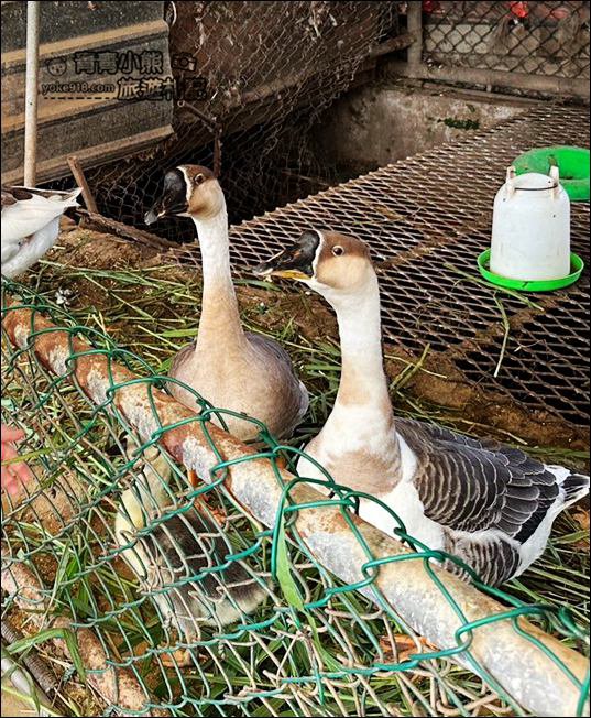 桃園親子景點》陽榮生態農場.可以撈魚釣青蛙、餵小羊,還有可愛的小動物都在這 @青青小熊*旅遊札記 桃園親子景點》陽榮生態農場.可以撈魚釣青蛙、餵小羊,還有可愛的小動物都在這 @青青小熊*旅遊札記