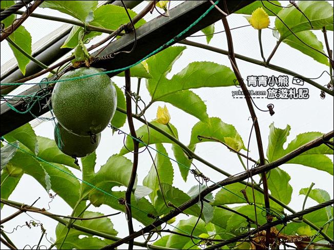桃園親子景點》陽榮生態農場．可以撈魚釣青蛙、餵小羊，還有可愛的小動物都在這 @青青小熊＊旅遊札記