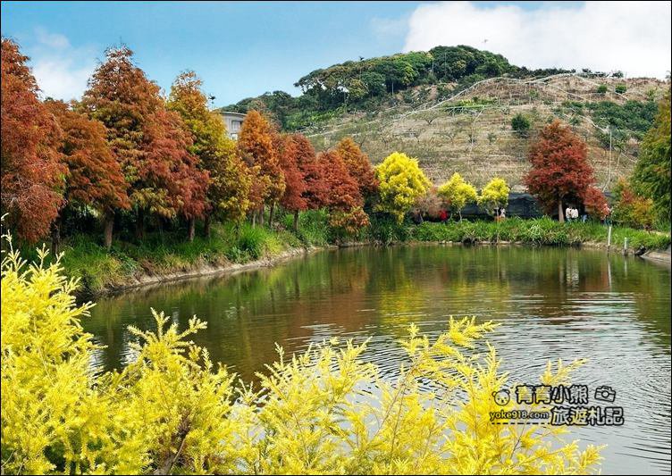 嘉義景點》迷霧松境落羽松已變色~免門票景點,池塘旁的夢幻落羽松林 @青青小熊*旅遊札記 嘉義景點》迷霧松境落羽松已變色~免門票景點,池塘旁的夢幻落羽松林 @青青小熊*旅遊札記